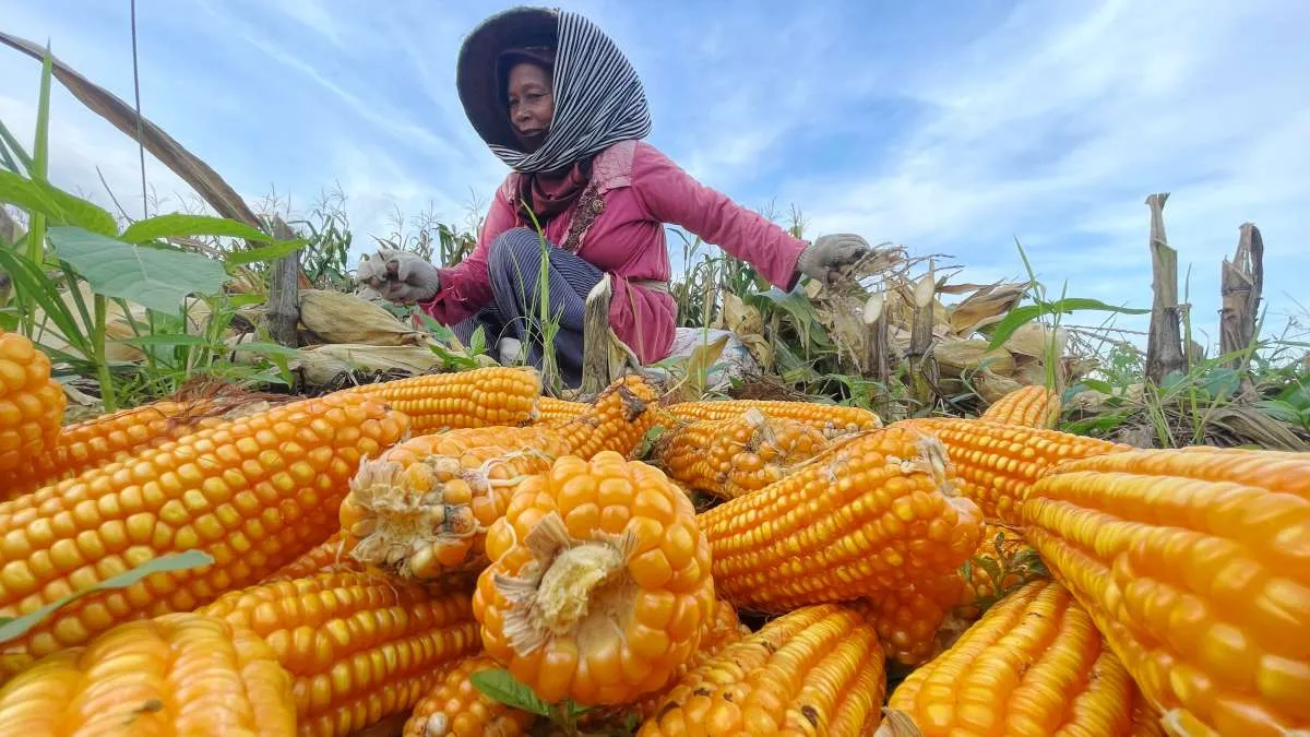 SPHP Jagung untuk Peternak Tembus 127,43 Ribu Ton